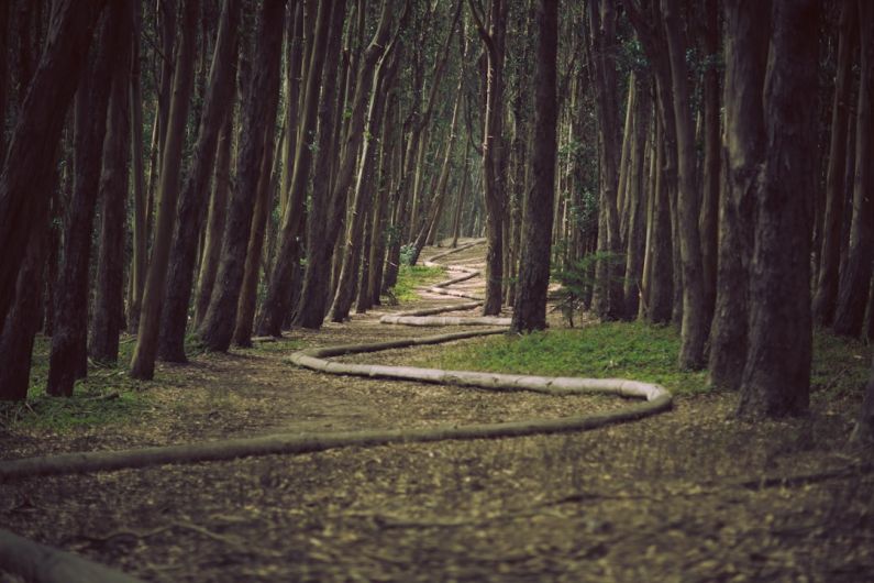 Winding Path - landscape photography of pathway surrounded by trees
