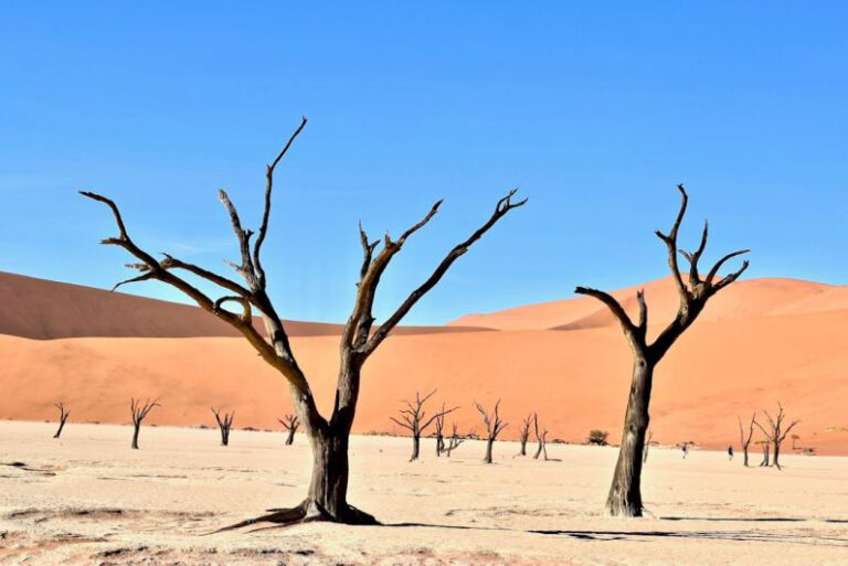 What Gives Life to the Dead Vlei, Namibia?