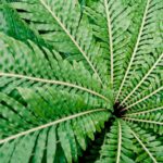 Prehistoric Fern - green leafed plant