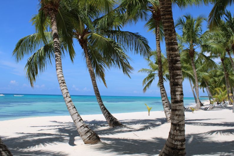Paradise Island - green-leafed coconut trees