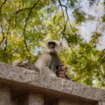 Urban Wildlife - a monkey sitting on top of a cement wall