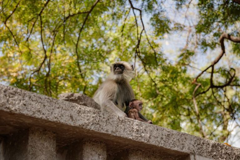 Urban Wildlife - a monkey sitting on top of a cement wall
