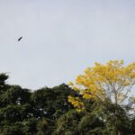Treetop View - a bird flying over a tree filled forest