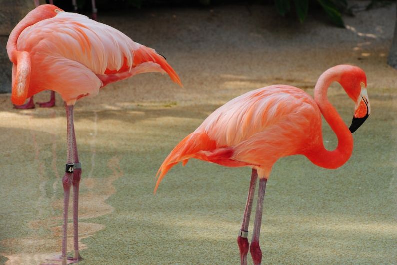 Tropical Wildlife - two pink flamingos standing next to each other
