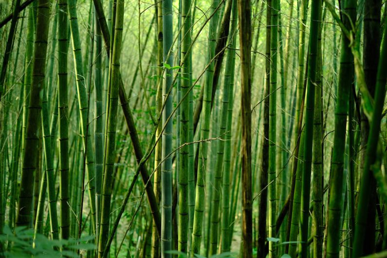 Bamboo Forest - green bamboo tree during daytime